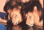 african lions