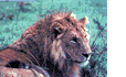 big game safari South Africa