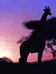 giraffe picture