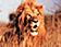 Big game safari escorted with official guides.