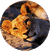Lions tigers the BIG 5 on safari in South Africa